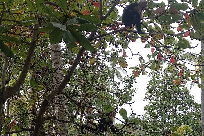 SJO Airport area TO Manuel Antonio Quepos Hotels Private Transfer - Frequently Asked Questions