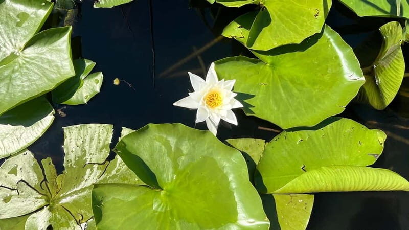 Skadar Lake: 4-Hour Guided tours on Kayak - Frequently Asked Questions