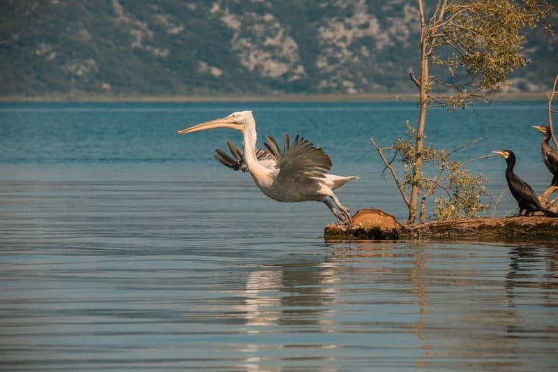 SKADAR LAKE: A national park with amazing flora and fauna! - Frequently Asked Questions