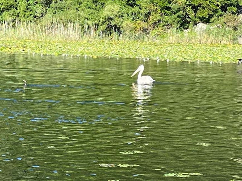 Skadar Lake kayak rent: A Journey Through Tranquility - FAQs