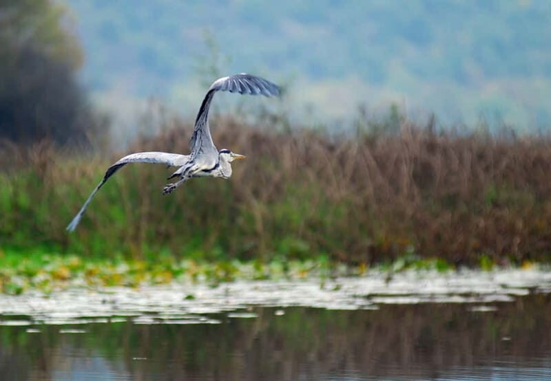 Skadar Lake Private Boat Tour with Wine Tasting - Authentic Experiences & Genuine Value