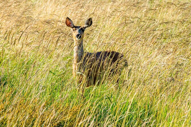 Skagit Valley Birding + Deception Pass Day Tour From Seattle - Who Will Love This Tour?
