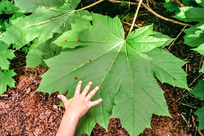 Skagway Shore Excursion Chilkoot Trail Hike and Float Tour - Key Points