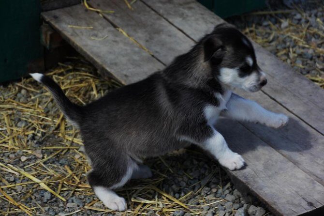 Skagway Shore Excursion: Yukon Discovery Tour - The Itinerary in Detail