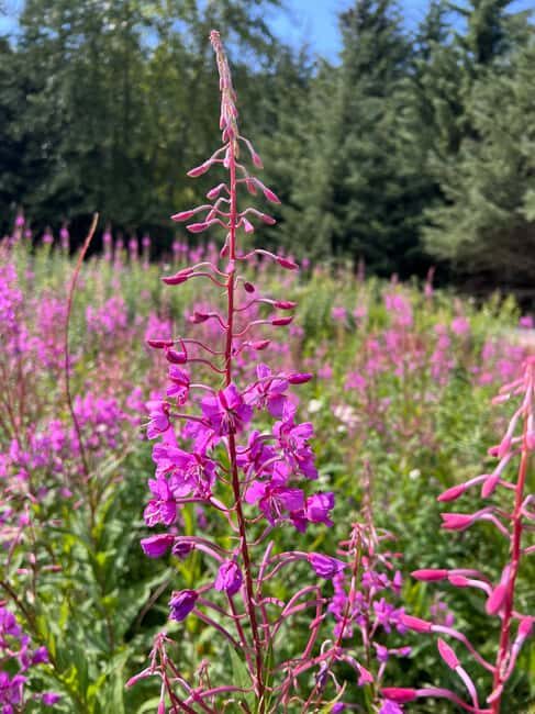 Skagway: Yukon Discovery Tour - Who Will Love This Tour?