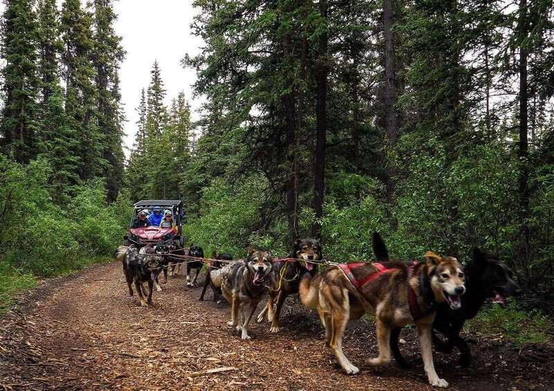 Skagway: Yukon Dog Mushing & Sightseeing Tour - Who Should Consider This Tour?