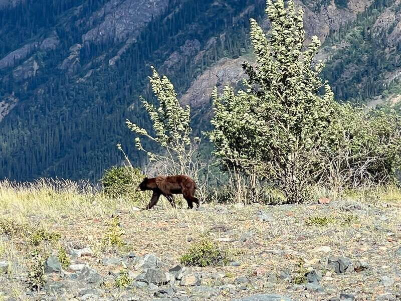 Skagway: Yukon Dog Mushing & Sightseeing Tour - FAQ