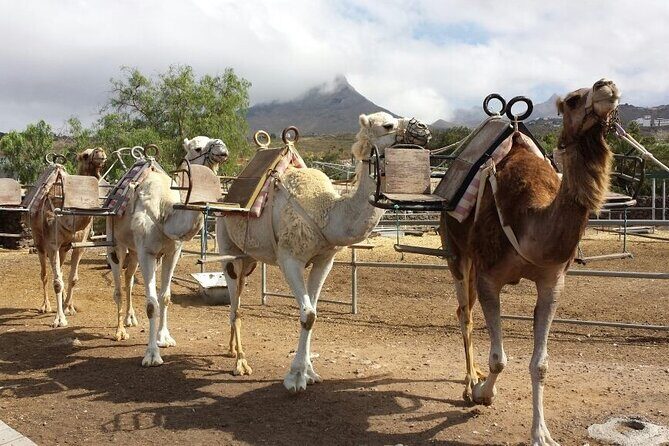 Skip the Line: Camel Park Tenerife Ticket - Exploring Tenerife’s First Camel Park: A Practical and Authentic Experience