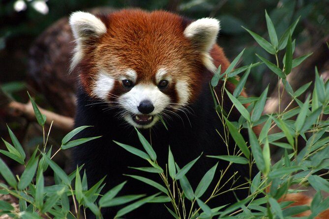 Skip the Line: Daily Admission at Woodland Park Zoo Ticket - A Deep Dive into Woodland Park Zoo