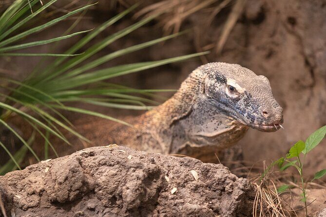 Skip the Line: Daily Admission at Woodland Park Zoo Ticket - FAQ