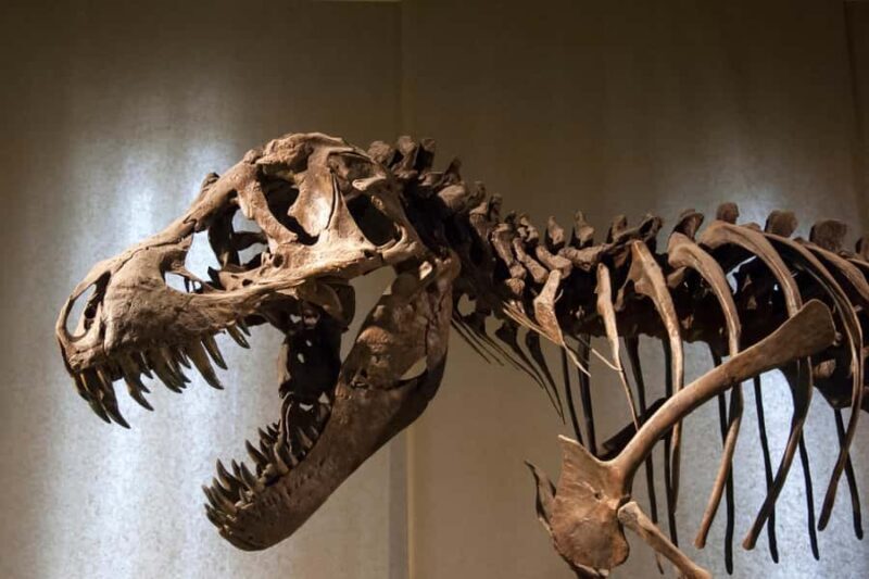Skip-the-line Denver Museum of Nature & Science Private Tour - Who Should Consider This Tour?