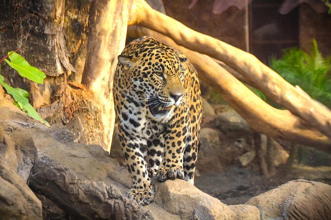 Skip the Line: Diamante Eco Adventure Park: Animal Sanctuary Discovery Ticket - Who Should Consider Visiting?