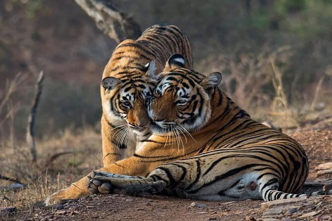 Skip-the-Line Entry for Ranthambore Gypsy Safari - Introduction: An Authentic Tiger Safari in Ranthambore