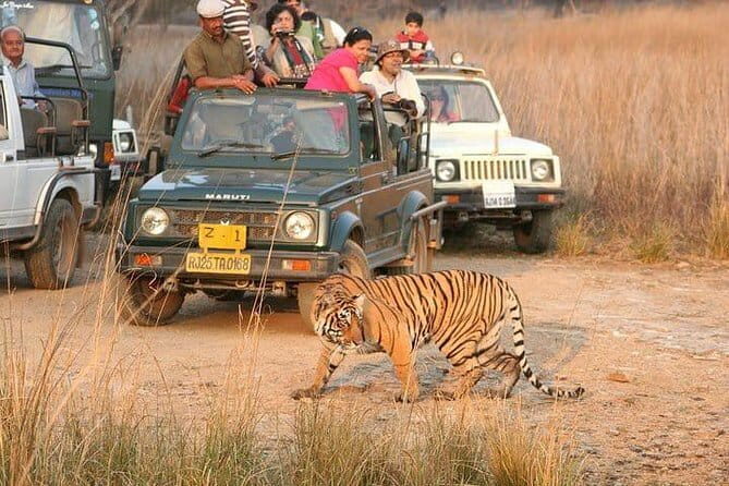 Skip-the-Line Entry for Ranthambore Gypsy Safari - Key Points