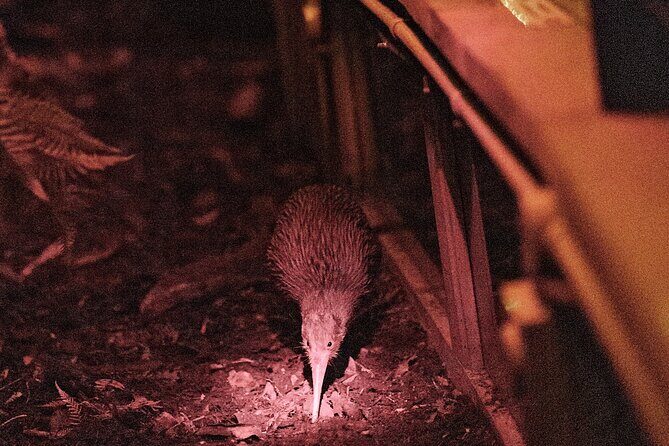 Skip the Line: Franz Josef Wildlife Center Ticket with Optional Backstage Pass - In-Depth Review of the Franz Josef Wildlife Centre Experience