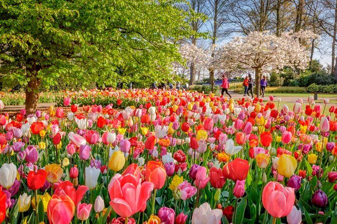 Skip-the-Line Keukenhof Gardens and Tulip Fields Tour from Amsterdam - Key Points