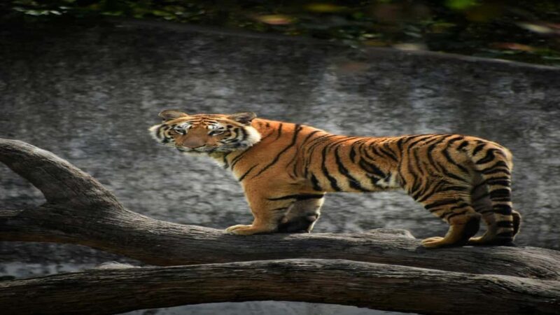 Skip The Line : Nahargarh Biological Park Tour, Jaipur - FAQ