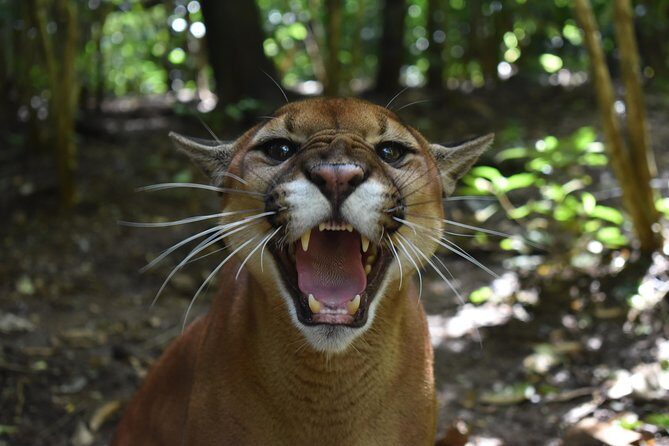 Skip the Line: Rescate Wildlife Rescue Centre General Admission Ticket - Practical Tips for Visiting Rescate Wildlife Rescue Centre