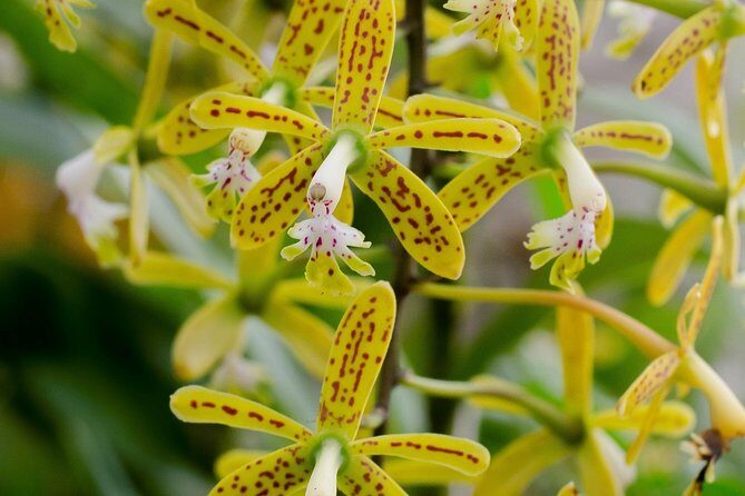 Skip the Line: Vallarta Botanical Garden Admission Ticket - Key Points: