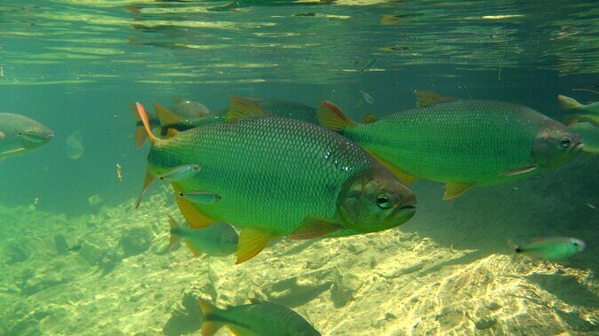 Skip the Line:Recanto Ecologico Rio da Prata Ticket including Trail & Snorkeling - Key Points