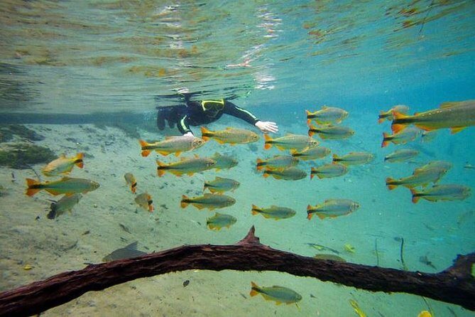 Skip the Line:Recanto Ecologico Rio da Prata Ticket including Trail & Snorkeling - The Sum Up