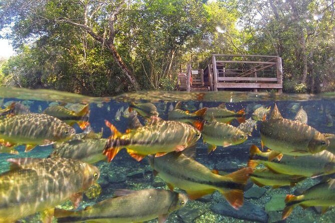 Skip the Line:Recanto Ecologico Rio da Prata Ticket including Trail & Snorkeling - FAQs