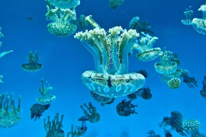 Skip the Ticketing Line: Aquarium of the Pacific General Admission Ticket - A Deep Dive into the Aquarium of the Pacific Experience