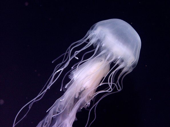 Skip the Ticketing Line: Aquarium of the Pacific General Admission Ticket - Practical Tips for Visiting