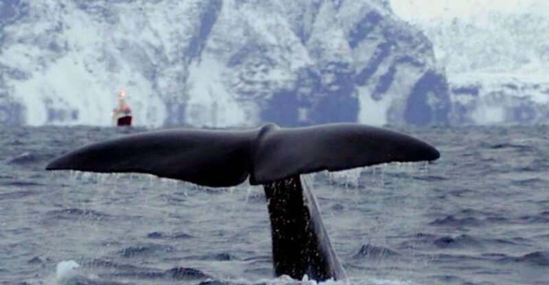 Skjervøy: Birds and Wildlife of Arctic Norway - Key Points