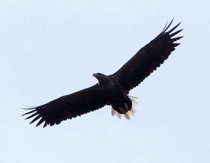 Skjervøy: Birds and Wildlife of Arctic Norway - The Sum Up