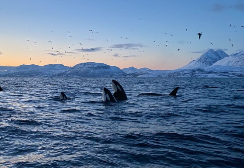 Skjervøy: Whale and Orca Watching Tour by RIB Boat - Key Points