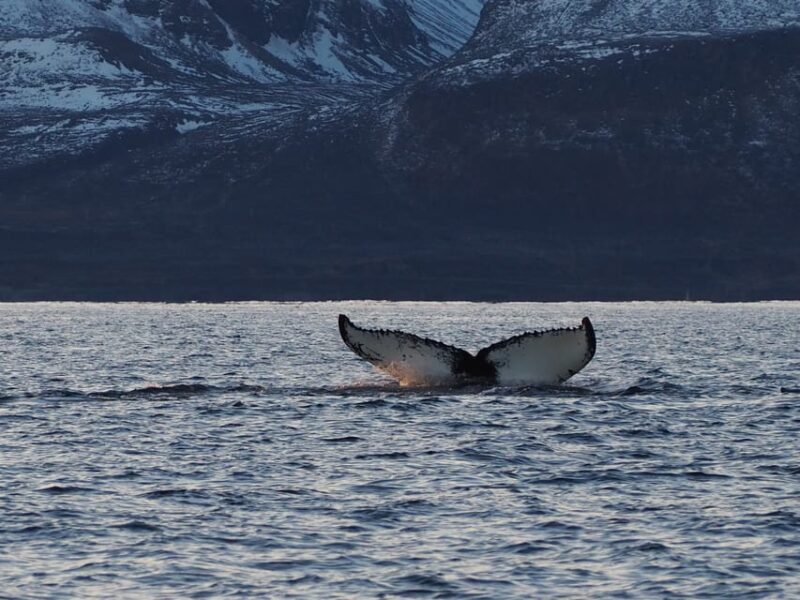 Skjervøy: Whale and Orca Watching Tour by RIB Boat - The True Value of the Experience
