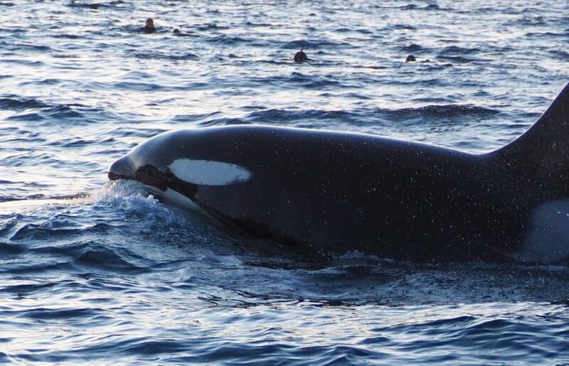 Skjervøy: Whale and Orca Watching Tour by RIB Boat - Final Thoughts: Who Should Consider This Tour?