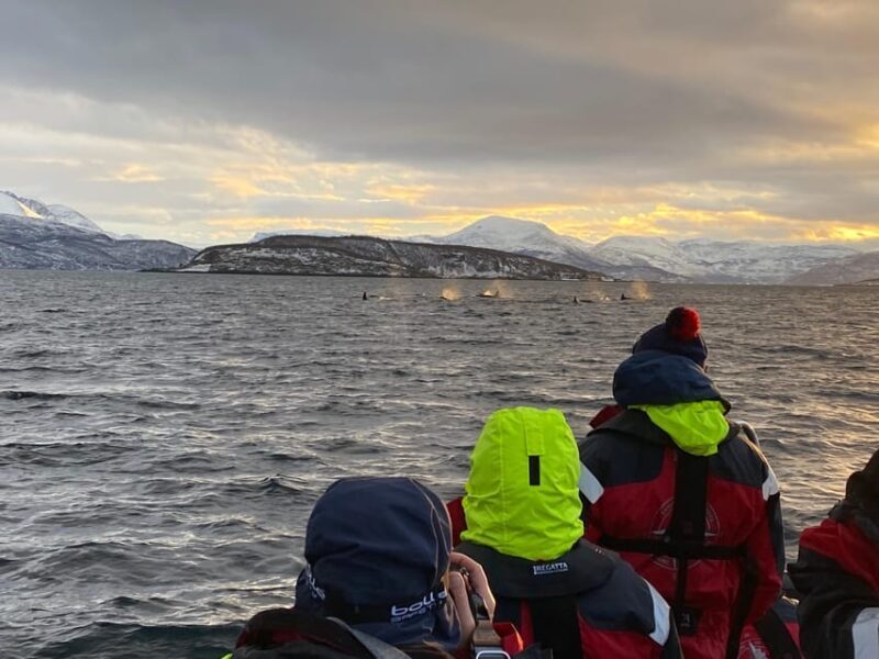 Skjervøy: Whale and Orca Watching Tour by RIB Boat - Final Words
