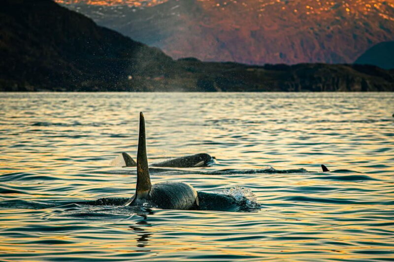 Skjervøy: Whale Watching with RIB Boat and Local Guide - The Experience in Detail