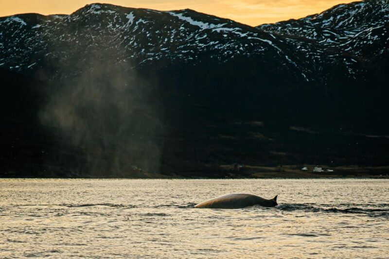 Skjervøy: Whale Watching with RIB Boat and Local Guide - Frequently Asked Questions