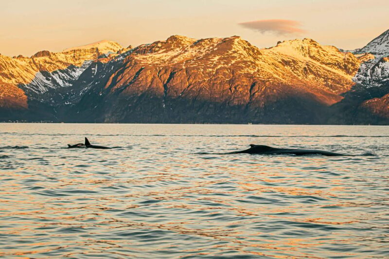Skjervøy: Whale Watching with RIB Boat and Local Guide - Final Thoughts