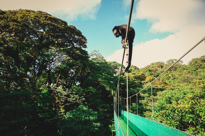Sky Adventures Combo: Walk, Tram & Zipline from Monteverde - Who Should Consider This Tour?