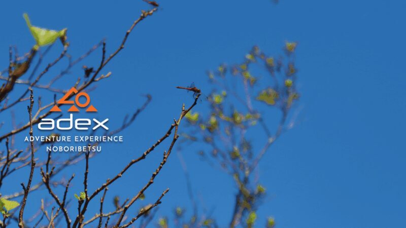 Sky walk Adventure:Ridge Trail on Date Monbetsu Peak - What’s Included & What to Prepare