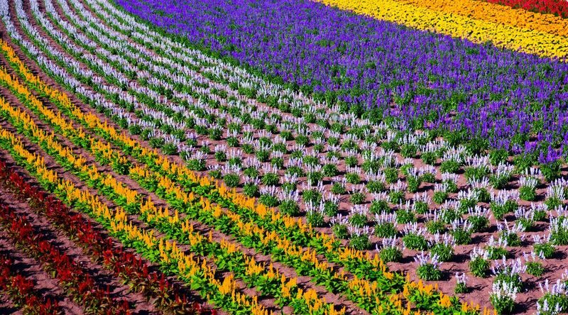 SkyExpress: Furano & Biei Customized Private Day Tour (1-8 Guests) - A private route through Furano and Biei