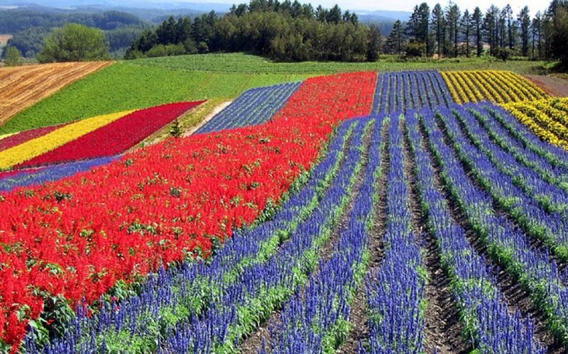 SkyExpress: Furano & Biei Customized Private Day Tour (1-8 Guests) - Pickup, timing and practical details