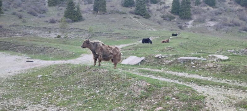 Skyline Hike in Almaty: Bukreev Peak - FAQ