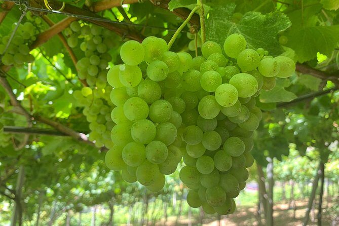Skywalk, Madeira Wines Tasting and Vineyards 4x4 Experience - In The Sum Up