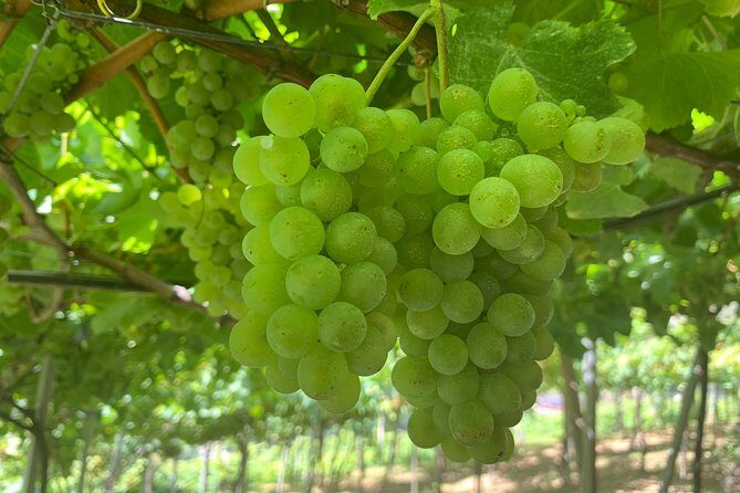 Skywalk with Wines Tasting and Vineyards Half day 4x4 Adventure - Key Points