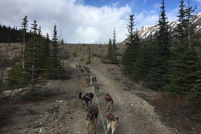Sled Dog Adventure and Pan for Gold in the Yukon - A Detailed Look at the Yukon Sled Dog and Gold Panning Tour