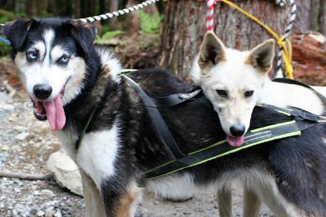 Sled Dog Adventure in Skagway - A Deep Dive into the Skagway Sled Dog Adventure