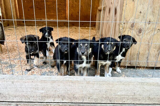 Sled Dog Discovery in Juneau - FAQ