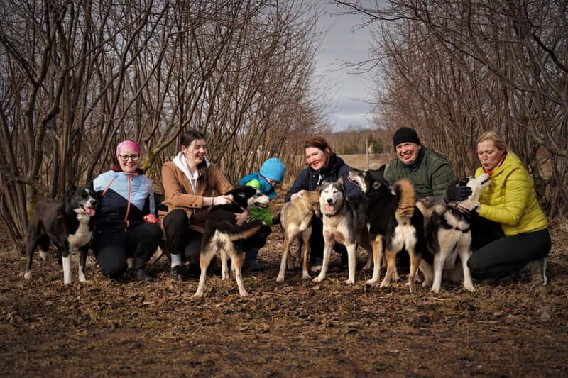 SLED DOG KENNEL VISIT TARTU COUNTRY ESTONIA - An Authentic Encounter with Siberian Huskies in Tartu County, Estonia