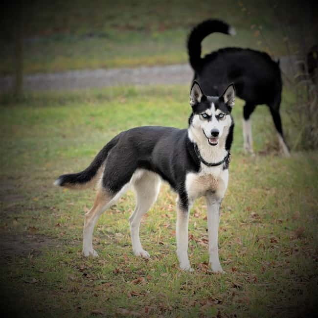 SLED DOG KENNEL VISIT TARTU COUNTRY ESTONIA - Who Should Consider This Tour?
