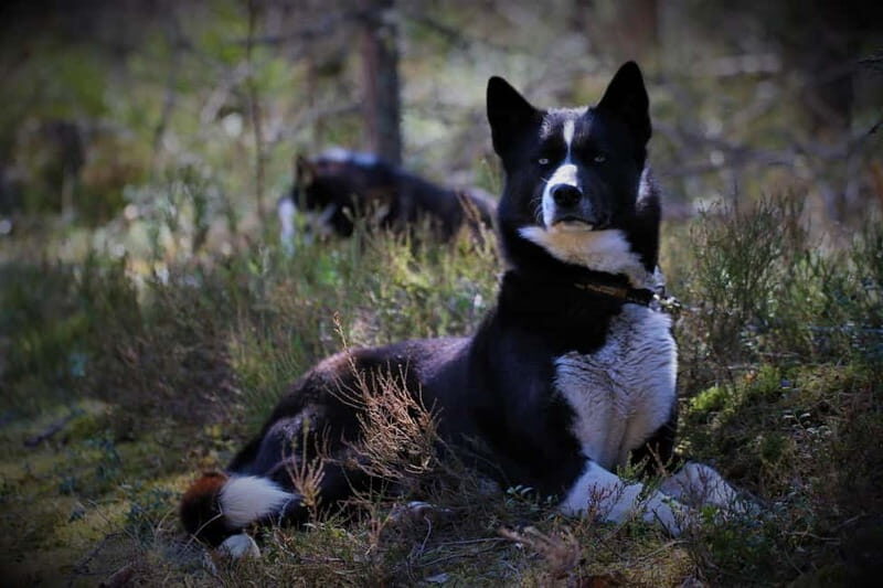 SLED DOG KENNEL VISIT TARTU COUNTRY ESTONIA - Practical Tips for Visitors